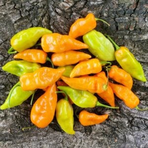 Piment Habanada