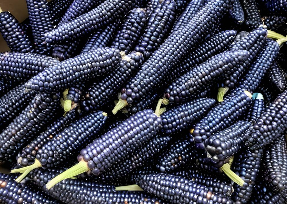 baby-blue-corn-in-a-bunch-upscaled