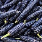 baby-blue-corn-in-a-bunch-upscaled