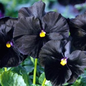 Pensée Black King