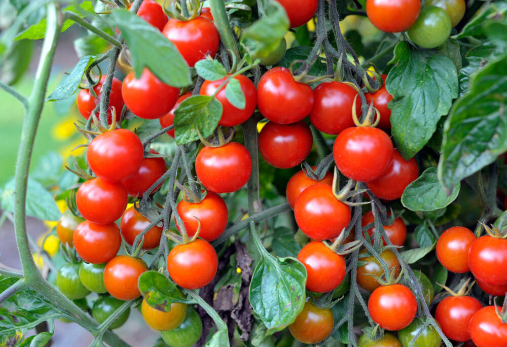 bloodrayne tomate semencee canada