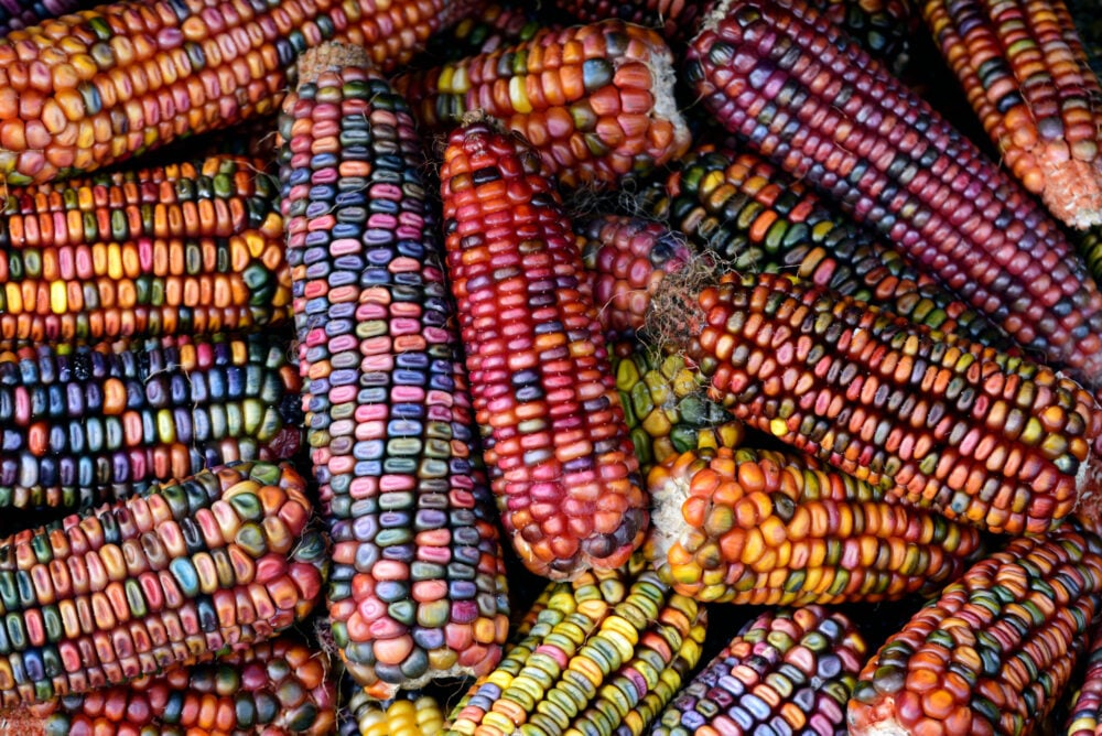 Colorful,Cobs,Of,Ornamental,Corn,Lie,Side,By,Side,And Colorful,Cobs,Of,Ornamental,Corn,Lie,Side,By,Side,And