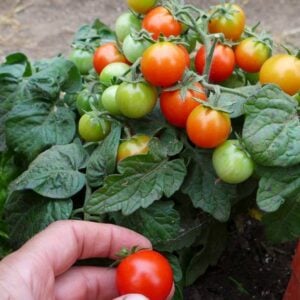Tomate micro Pino