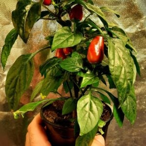Piment Micro Zamora Rouge