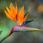 oiseau-du-paradis-semence-canada