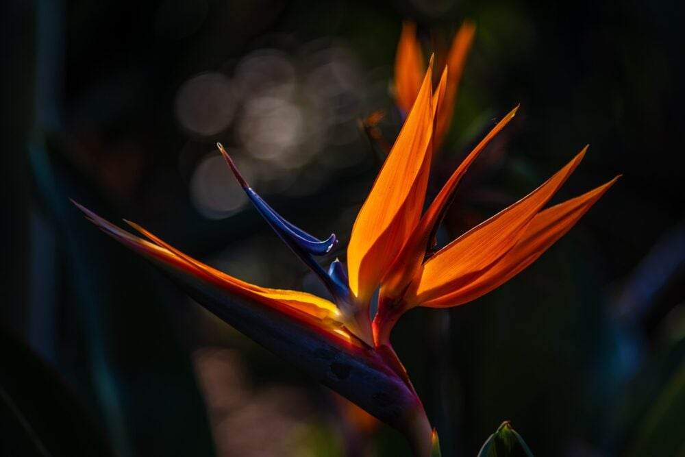 oiseau-du-paradis-semence-canada2