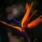 oiseau-du-paradis-semence-canada2