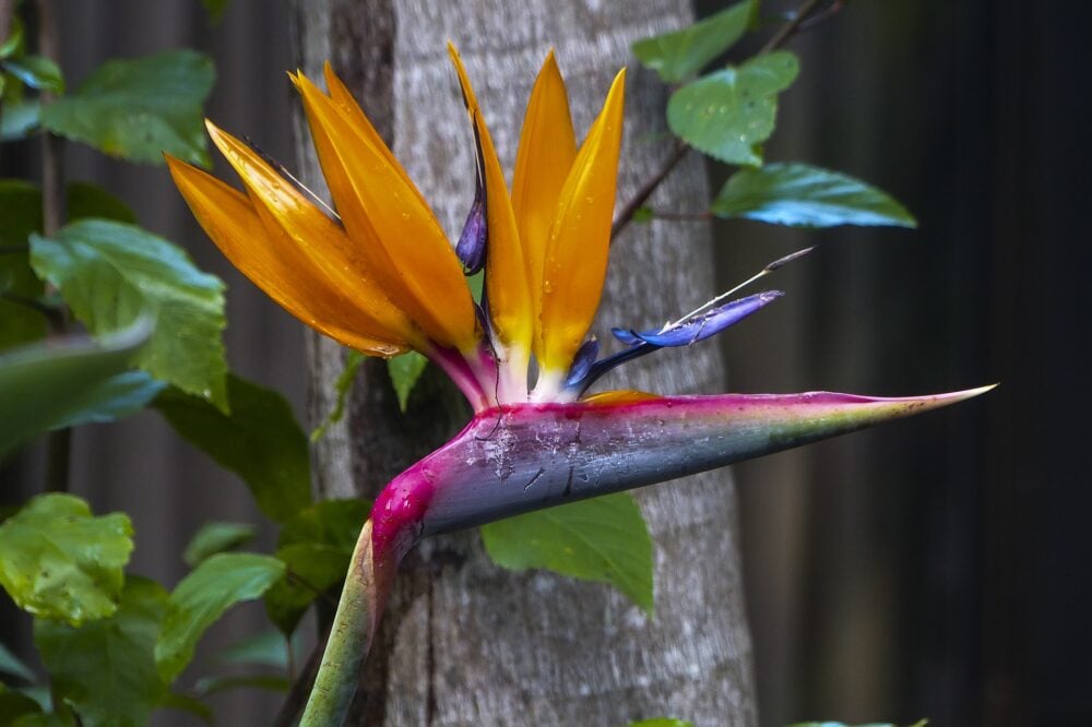 oiseau-du-paradis-semence-canada3