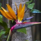 oiseau-du-paradis-semence-canada3
