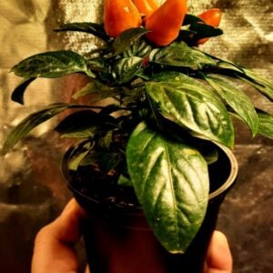 Piment Micro Zamora Orange
