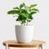 plant café arabica semence canada