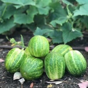 Concombre La pomme Verte de Richemond