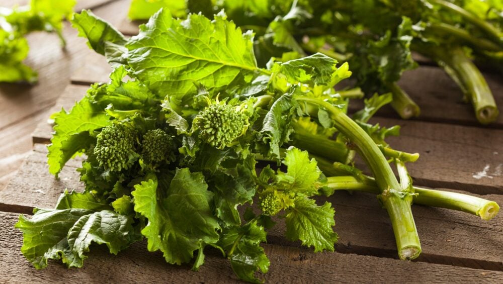 rapini semence canada