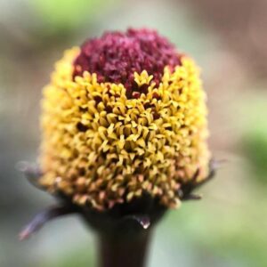 Plante pâte à dents — Acmella oleracea Bulls Eye