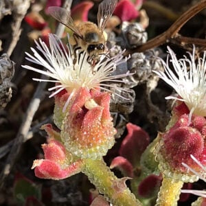 Ficoïde glaciale Succulent