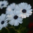 african-daisies-gc50a25c11_1920