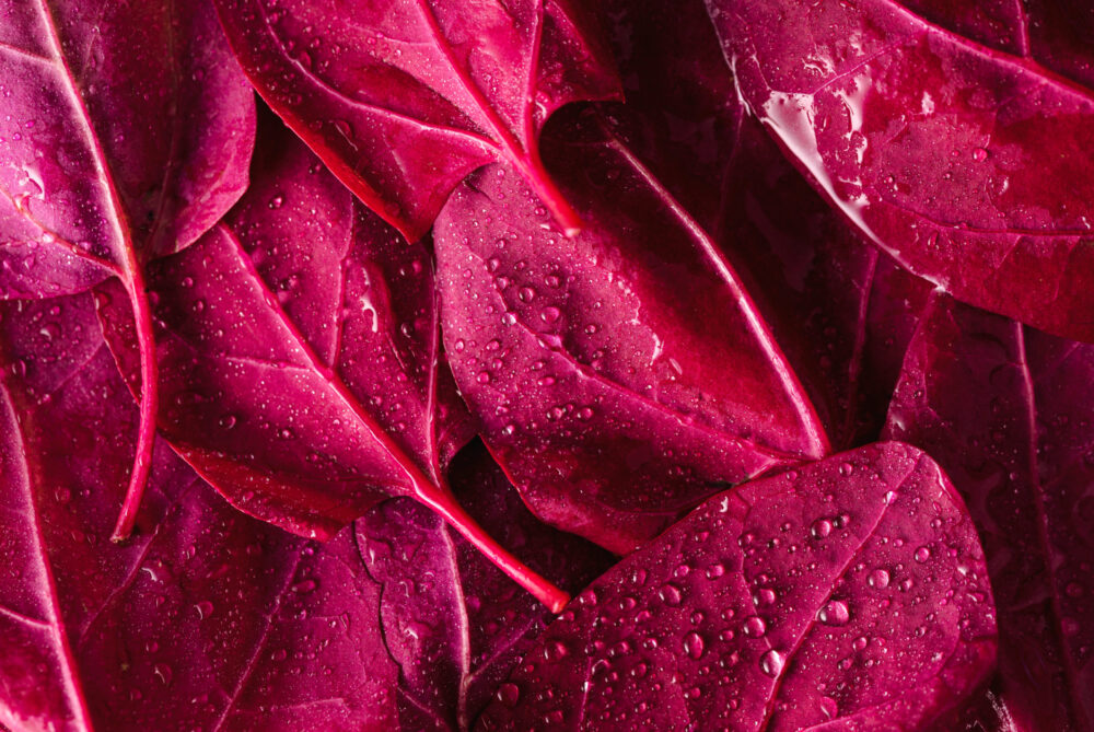 Red,Orache,Or,Mountain,Spinach,Leaves,Sprinkled,With,Water.,Background Red,Orache,Or,Mountain,Spinach,Leaves,Sprinkled,With,Water.,Background