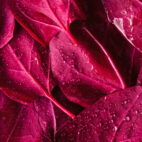 Red,Orache,Or,Mountain,Spinach,Leaves,Sprinkled,With,Water.,Background