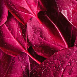 Arroche des Jardins Rouge Magenta