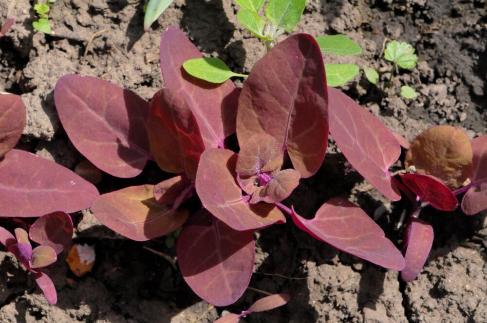 Loboda,Aromatic,Plant,Used,In,The,Preparation,Of,Soups.,Fresh Loboda,Aromatic,Plant,Used,In,The,Preparation,Of,Soups.,Fresh
