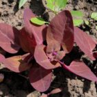 Loboda,Aromatic,Plant,Used,In,The,Preparation,Of,Soups.,Fresh
