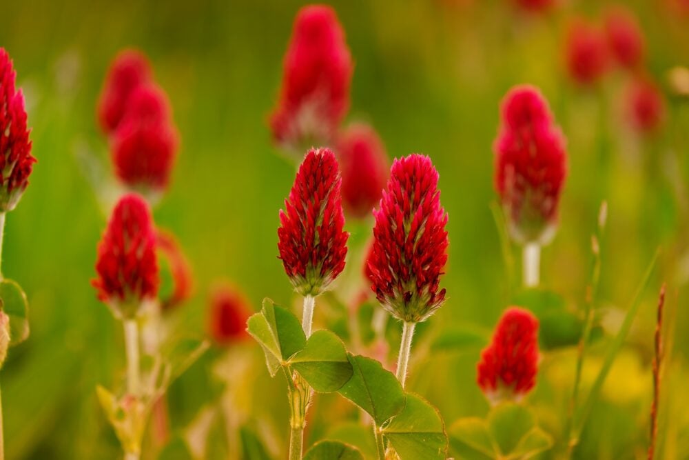 clover-gc4ea49553_1920 clover-gc4ea49553_1920