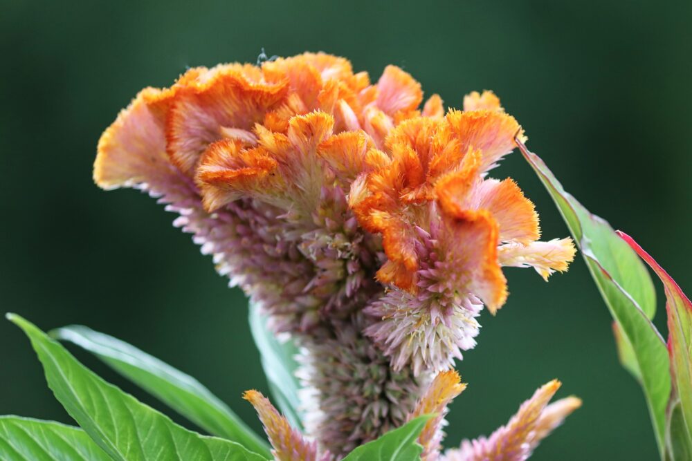cockscomb-g29c975af9_1920