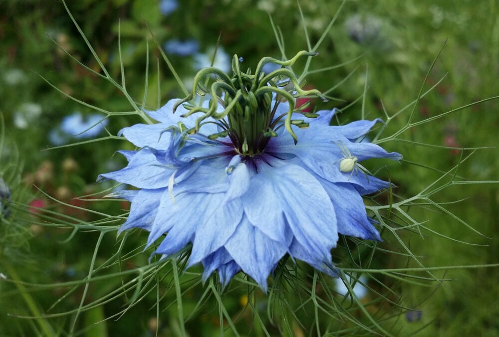 damask-nigella-g257e835c4_1920 (1) damask-nigella-g257e835c4_1920 (1)
