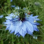 damask-nigella-g257e835c4_1920 (1)