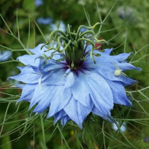 Nigelle de Damas Mix