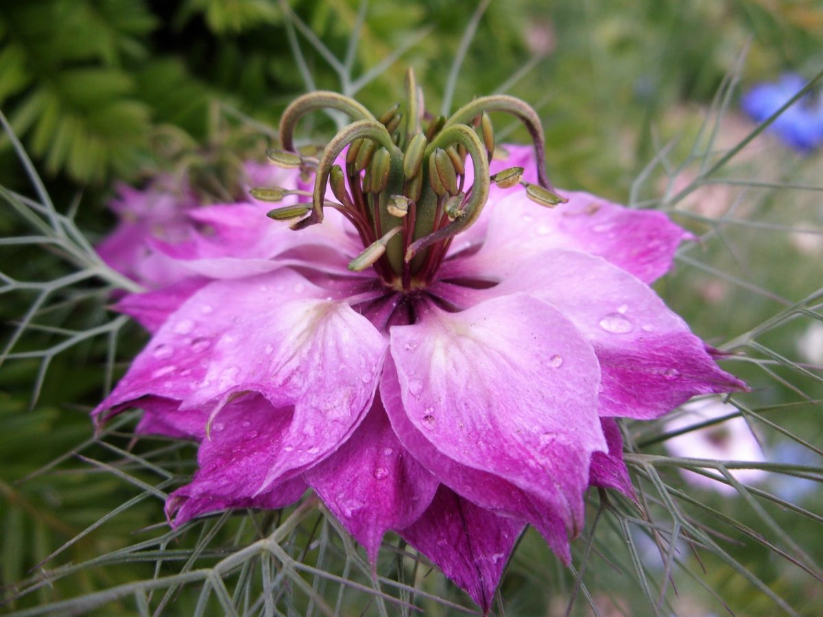 Quelle est la fleur de la nigelle de damas