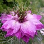 damask-nigella-gb840dd19f_1920