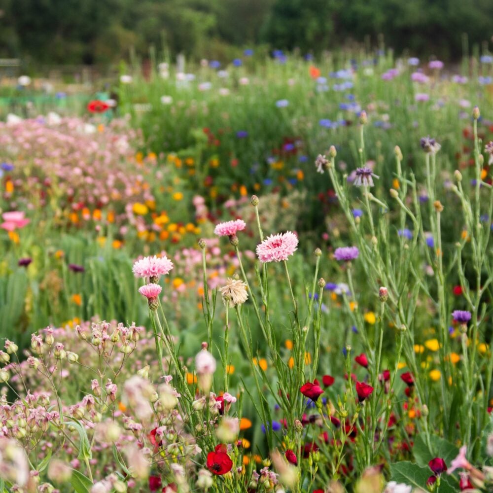 fleurs sauvage mix semence canada fleurs sauvage mix semence canada