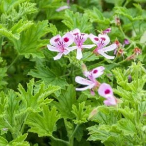 Scented Geranium (Anti-Mosquito Plant)