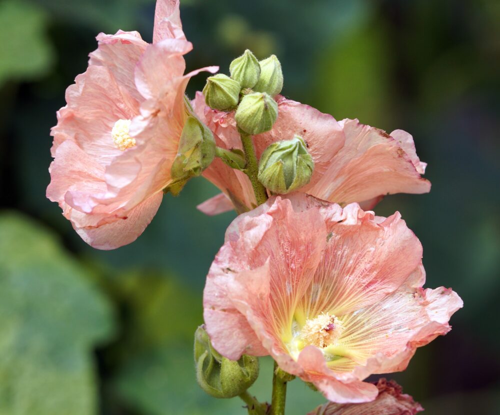 hollyhocks-g7fd3b6ae2_1920