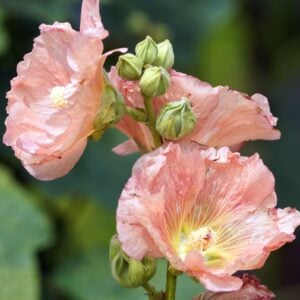 Rose trémière Double Champagne