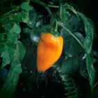 jalapeno-citrouille-semence-canada