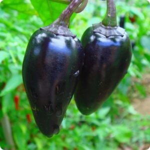 Black Jalapeno