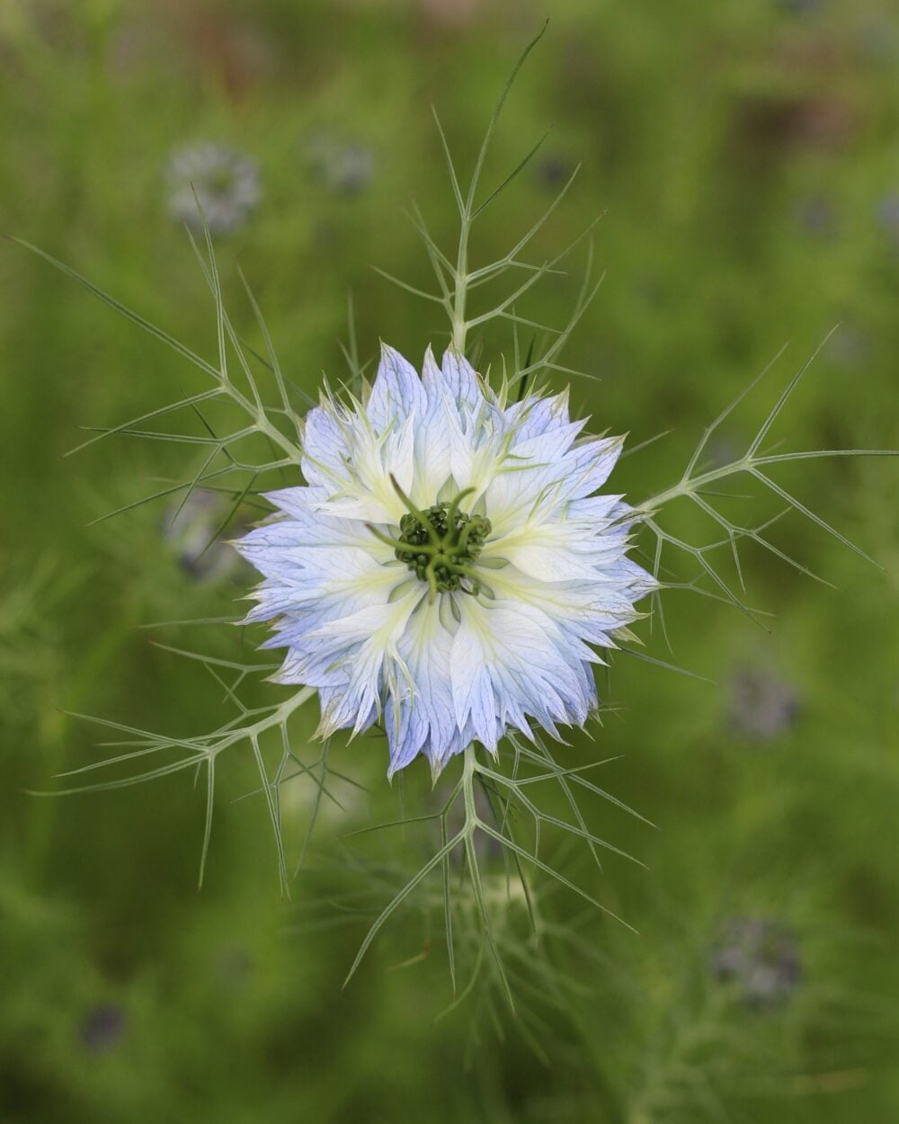 love-in-a-mist-g8fbdb691c_1920 love-in-a-mist-g8fbdb691c_1920