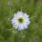 love-in-a-mist-g8fbdb691c_1920