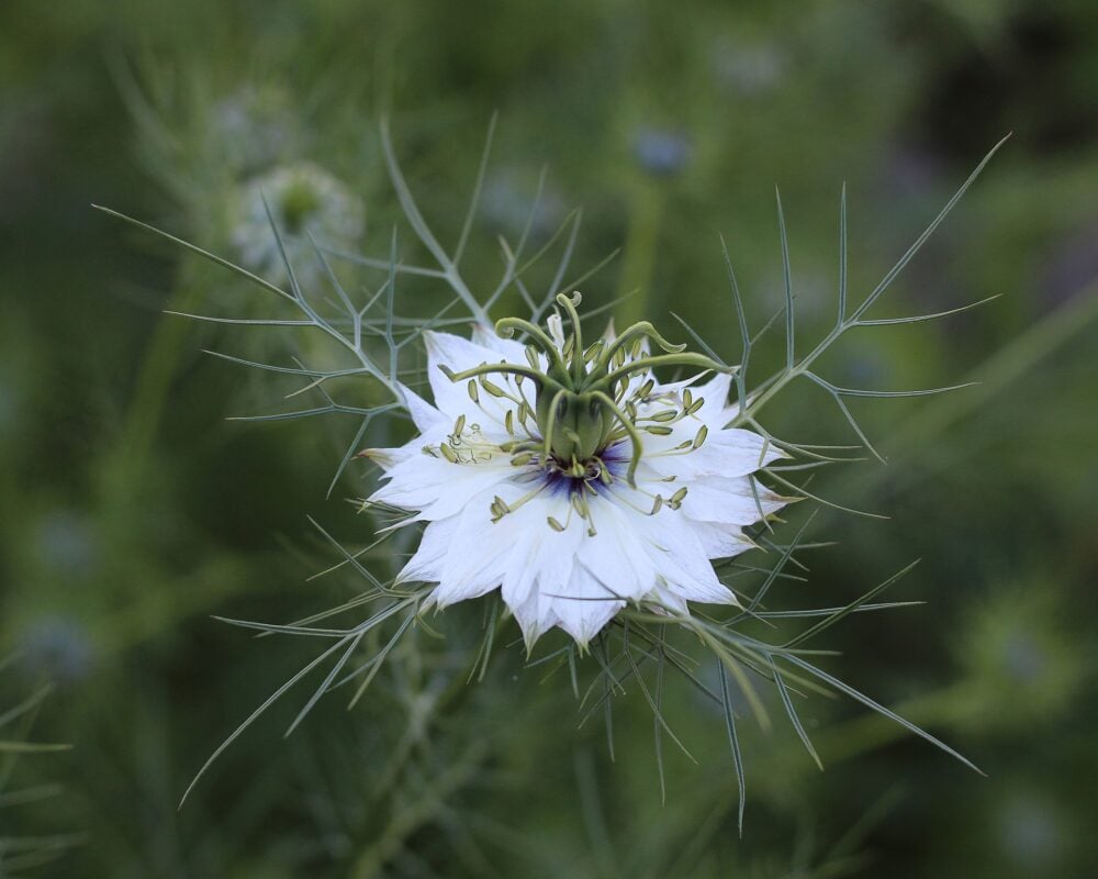 love-in-a-mist-ga4a48a53f_1920 love-in-a-mist-ga4a48a53f_1920