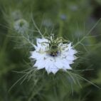 love-in-a-mist-ga4a48a53f_1920