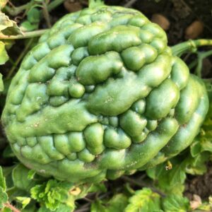 Melon Amer Géant