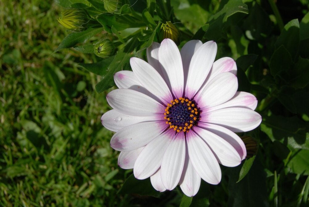 osteospermum-gd1a6ddda8_1920