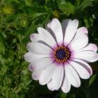 osteospermum-gd1a6ddda8_1920