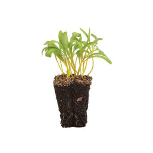 Pac Choy Rouge Micro