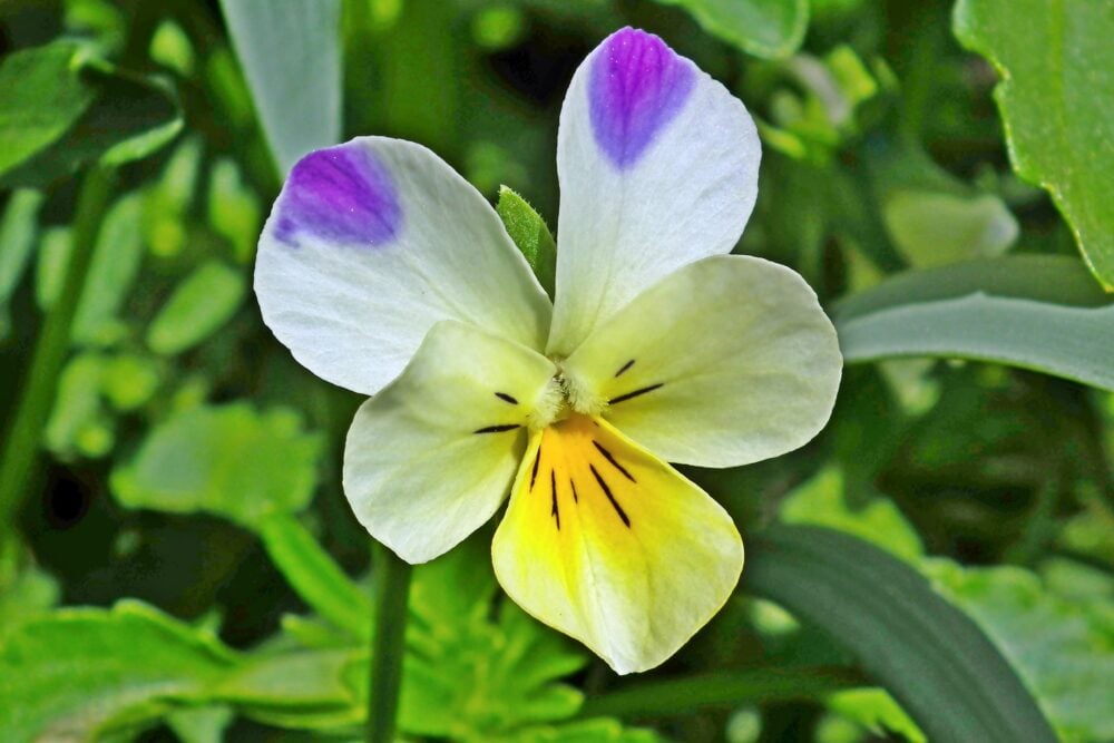 pansy-g53a149a01_1920