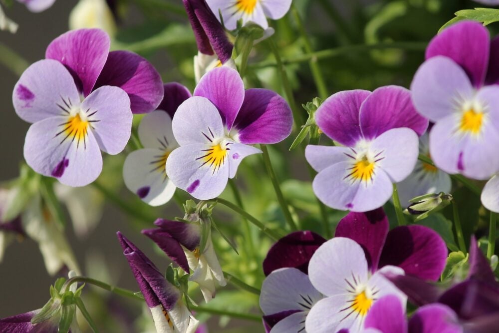 pansy-g6f6ece867_1920