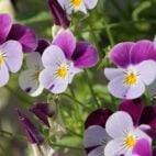 pansy-g6f6ece867_1920