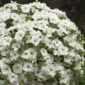 petunia boulle de neige